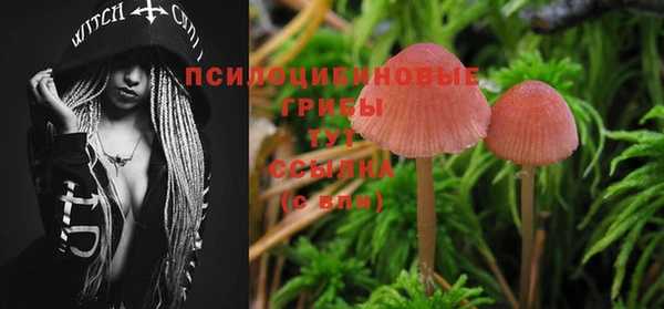 гашик Пересвет